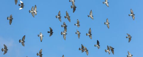 L'incredibile senso dell'orientamento dei piccioni
